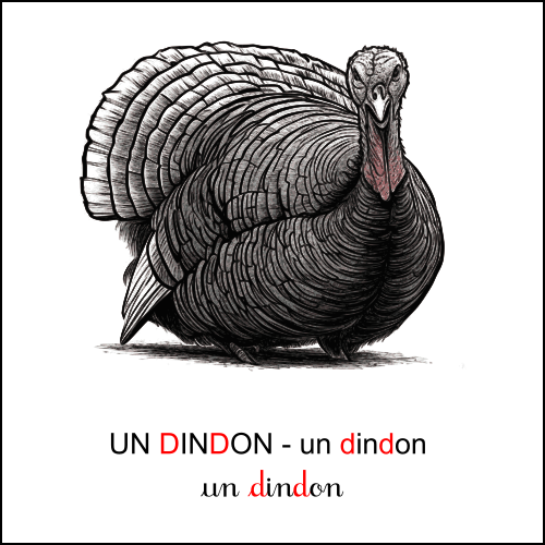 dindon